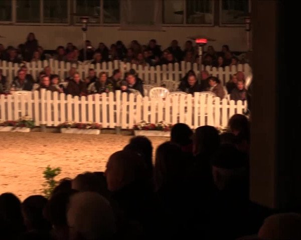 Hengstschau Holkenbrink 2017
