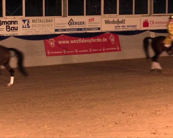 Hengstschau Holkenbrink 2017