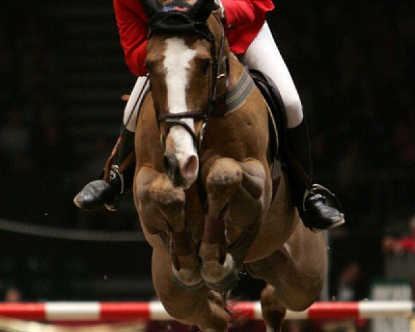 Pferd Kanselier (KWPN (Niederländisches Warmblut), 1992, von Notoris) Pferd Kanselier (KWPN (Niederländisches Warmblut), 1992, von Notoris)