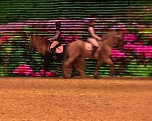 Equitana Hengstschau 2017