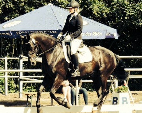 dressage horse Rosentraum 7 (Hessian Warmblood, 2001, from Rosenduft)