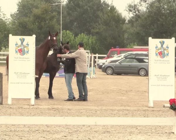 Stuten- und Fohlenschau in Herford 2016