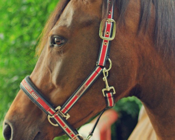 Pferd Fee (Euforia) (Polnisches Warmblut,  )