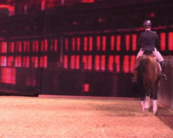 Equitana Hengstschau 2017
