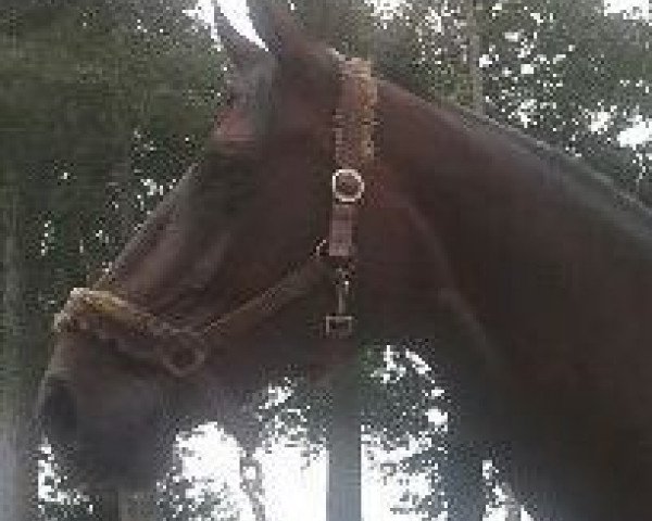 dressage horse Tessi 20 (Westphalian, 2005, from Mon Cher)