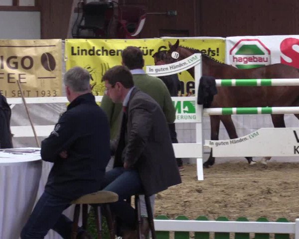 NRW Freispringchampionat Finale 2017