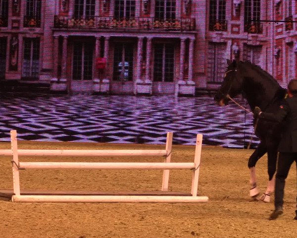 Equitana Hengstschau 2017