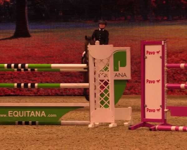 Equitana Hengstschau 2017