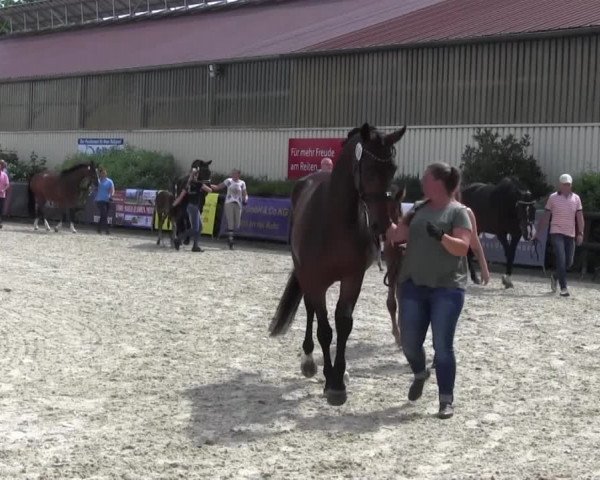 Stuten- und Fohlenschau Kirchhellen - Feldhausen 2017