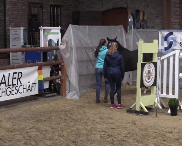 NRW Freispringchampionat Finale 2017