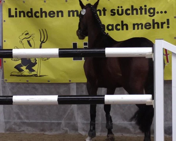 NRW Freispringchampionat Finale 2017