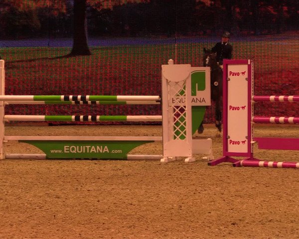 Equitana Hengstschau 2017