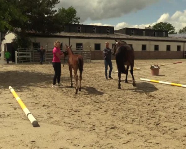 Stuten- und Fohlenschau Herbern 2017