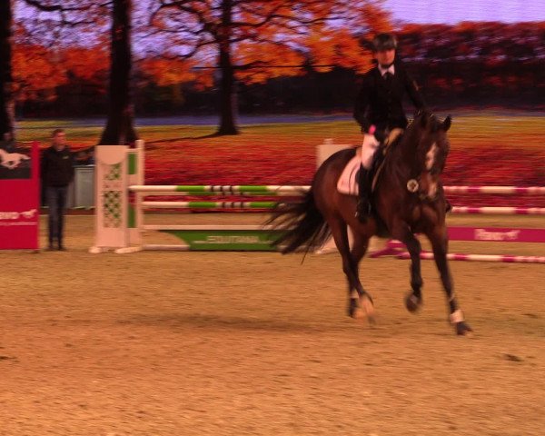 Equitana Hengstschau 2017