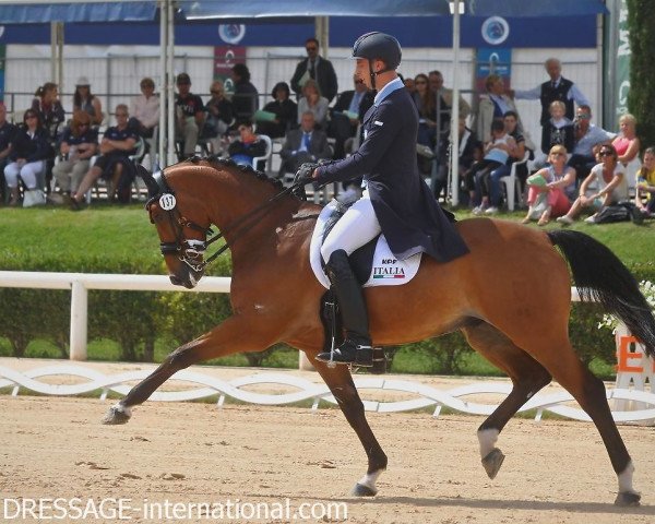 dressage horse Touch of Brown (German Sport Horse, 2003, from Traum-Boy)