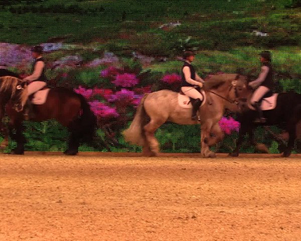 Equitana Hengstschau 2017