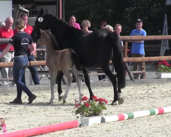 Stuten- und Fohlenschau Kirchhellen - Feldhausen 2017