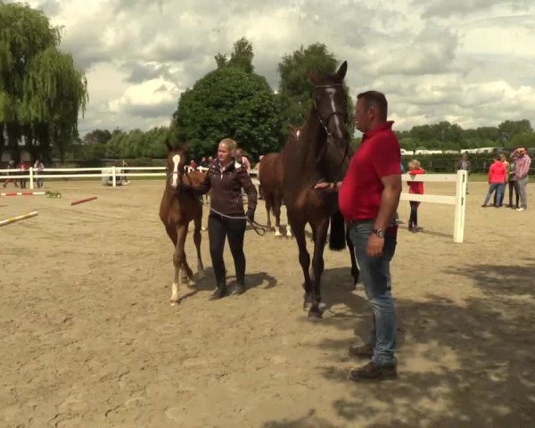 Stuten- und Fohlenschau Herbern 2017