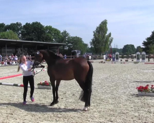 Stuten- und Fohlenschau Kirchhellen - Feldhausen 2017