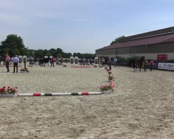 Stuten- und Fohlenschau Kirchhellen - Feldhausen 2017