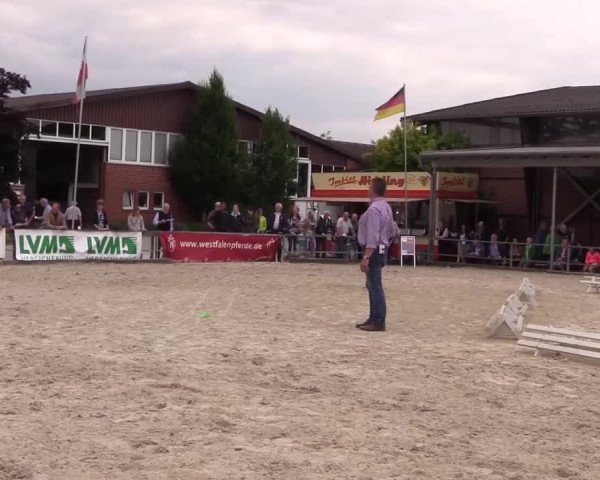 Stuten- und Fohlenschau Münster-Albachten 2017