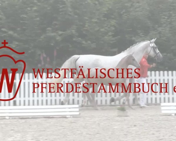 Stuten- und Fohlenschau Steinheim 2017
