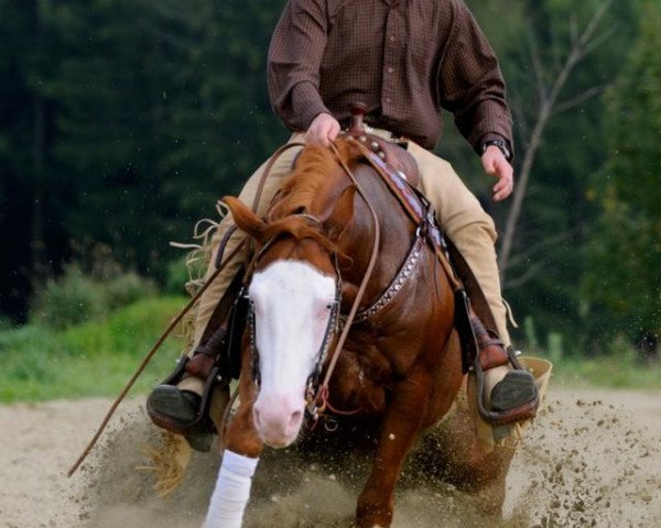 stallion Shine My Gun (Quarter Horse, 2007, from Colonels Smoking Gun)
