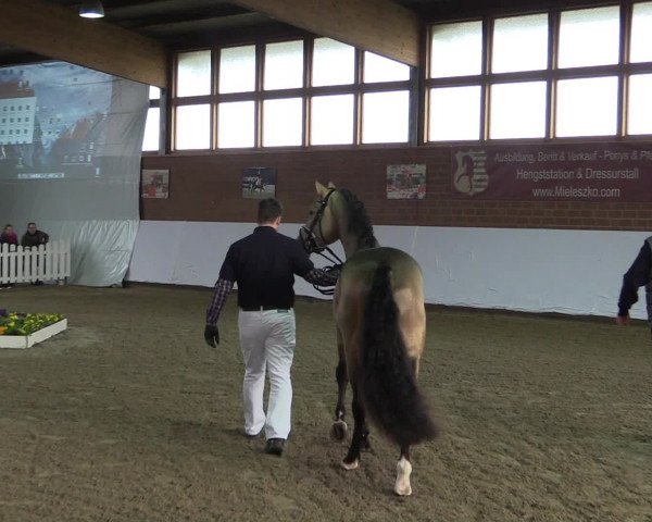 Hengstpräsentation bei Jill Mieleszko-Vekens