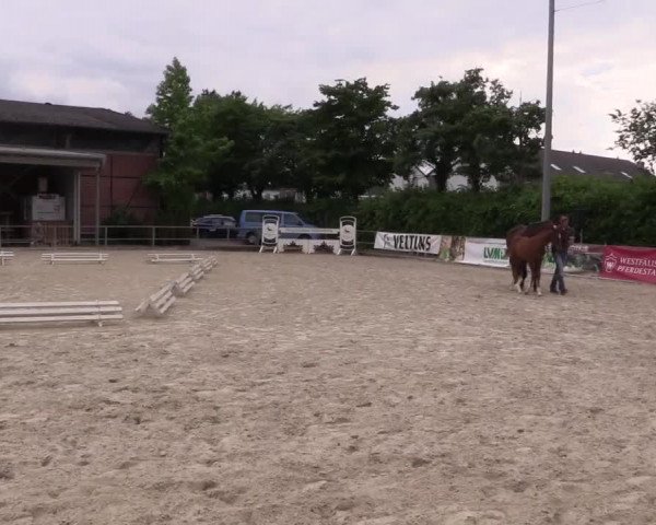 Stuten- und Fohlenschau Münster-Albachten 2017