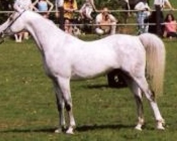 stallion El Thay Kayed EAO (Arabian purebred, 1985, from Ansata Halim Shah ox)