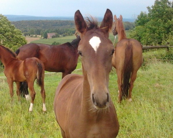 stallion Freddi (Westphalian, 2014, from Franziskus FRH)