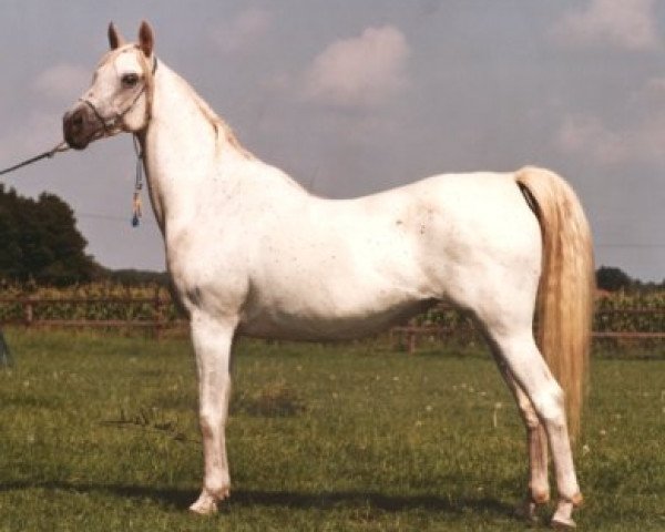broodmare 19 Kayed EAO (Arabian purebred, 1971, from Kayed 1966 EAO)