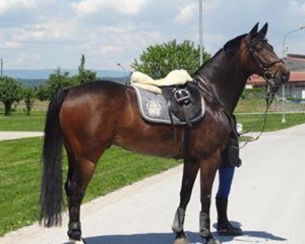 jumper Stakkato-Sunday (Oldenburg, 2005, from Stakkato Gold)