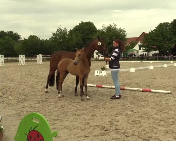Stuten- und Fohlenschau Espelkamp 2017
