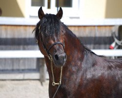dressage horse Akazienhof Jamie (Welsh-Cob (Sek. C), 2006, from Quadriga's Good)