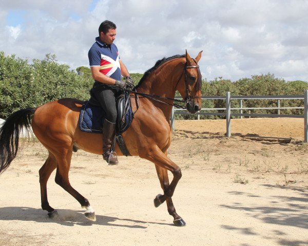 Pferd Rebujito (Andalusier, 2006)