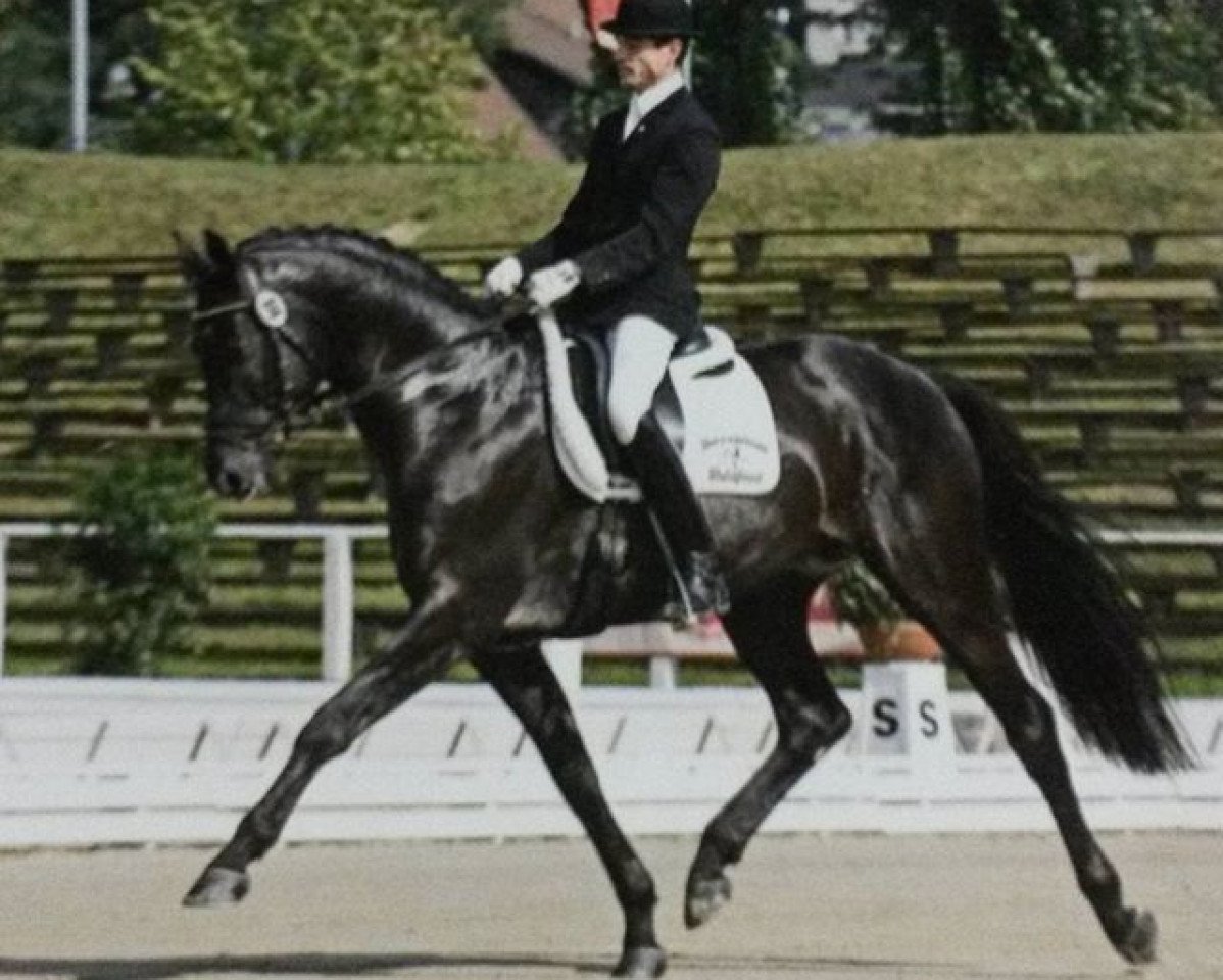 Deckhengst Epernay (Trakehner, 1999, von Buddenbrock)