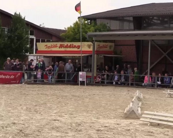 Stuten- und Fohlenschau Münster-Albachten 2017