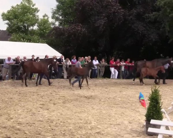 Stuten- und Fohlenschau Gevelsberg-Berge 2017