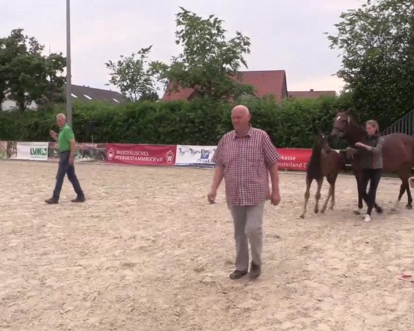 Stuten- und Fohlenschau Münster-Albachten 2017