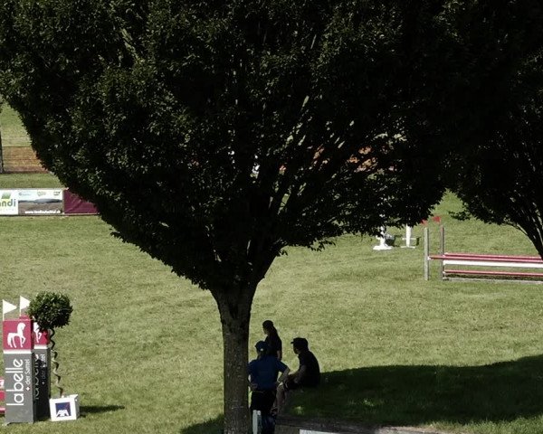 Springkonkurrenz Aadorf 2021