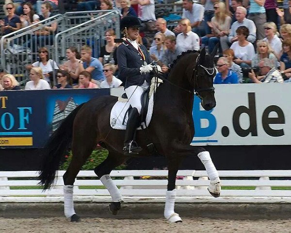 dressage horse Hollister 10 (Hanoverian, 2008, from Hotline)
