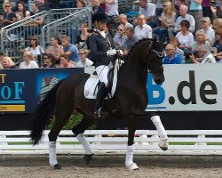 dressage horse Hollister 10 (Hanoverian, 2008, from Hotline)