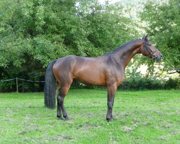 Dressurpferd Bosse (Hannoveraner, 2011, von Bonifatius)