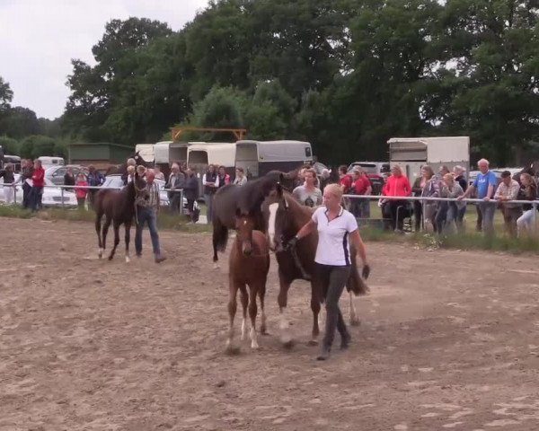 Stuten- und Fohlenschau in Coesfeld 2017