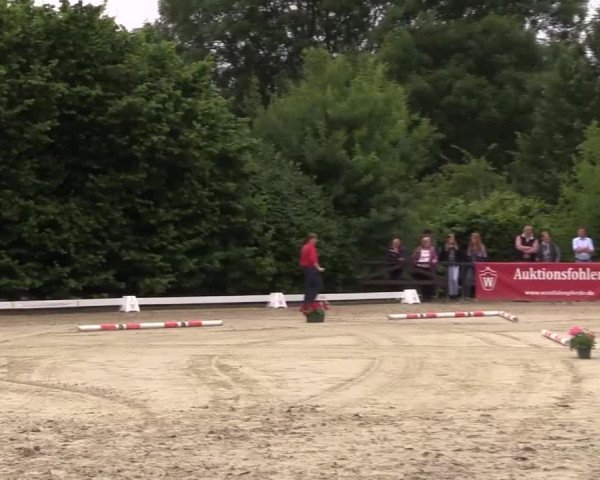 Stuten- und Fohlenschau Brakel 2017