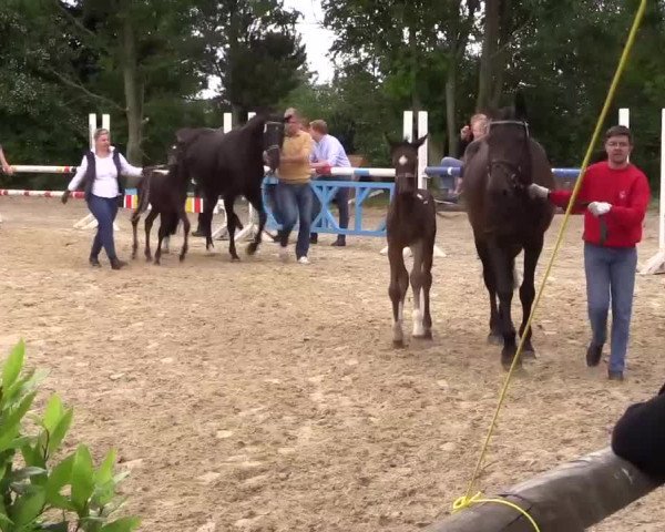 Stuten- und Fohlenschau Gevelsberg-Berge 2017