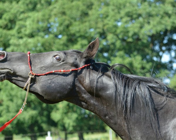 stallion Ibn Layalia EAO (Arabian purebred, 1994, from Thee Desperado 1989 EAO)