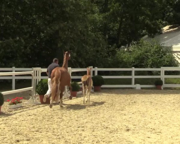 Stuten- und Fohlenschau Bedburg 2017
