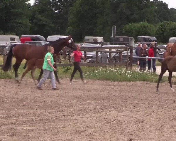 Stuten- und Fohlenschau in Coesfeld 2017